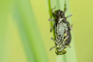 Bilder Datiert 5. Mai 2013: Beleidigung, Libellenfliege