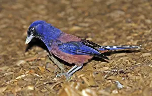 Bilder Datiert 31. Mai 2009: Lidths Schreiberfalken, Garrulus lidthi