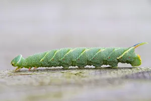 Bilder Datiert 18. August 2021: Limetten-Zitronenfalter-Raupe