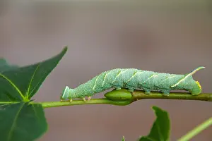 Bilder Datiert 18. August 2021: Limi-Habichtschmetterlingsraupen