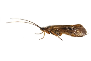 Limnephilus auricula