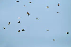 April Drucke: Sperlinge und Grünfink im Flug.