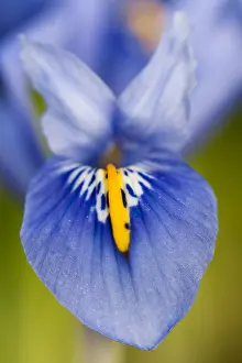 Iris Flower Close Up Drucke: Lis, Iris