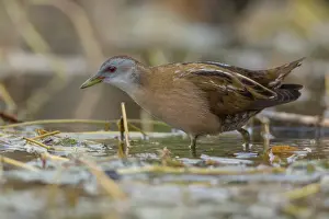 Small Bird Species Drucke: Little Crake