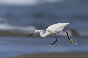 Egretta Garzetta Species Drucke: Little Egret