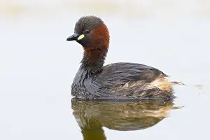 Daytime Bird Photography Drucke: Little Grebe