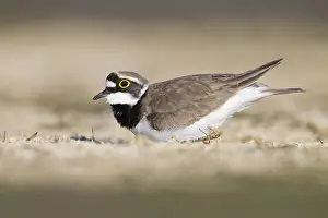 Shorebird Species Drucke: Little Ringed Plover