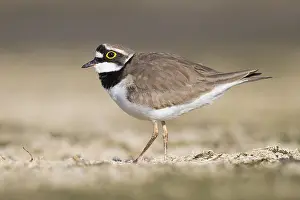 Shorebird Species Drucke: Little Ringed Plover
