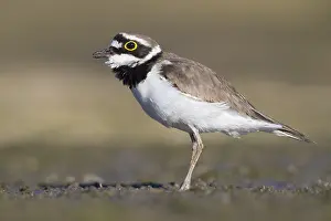 Bilder vom 7. April 2018: Kleiner Ringelralle