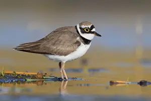Wader Bird Species Drucke: Little Ringed Plover