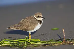 Wader Bird Species Drucke: Little Ringed Plover