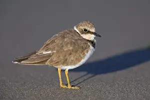 Charadriidae Family Birds Drucke: Little Ringed Plover