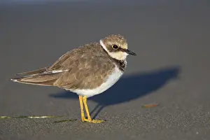 Charadrius Dubius Habitat Drucke: Little Ringed Plover