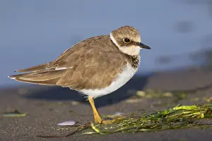 European Shorebirds Drucke: Little Ringed Plover