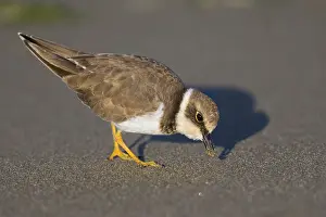 Little Ringed Plover Drucke: Little Ringed Plover