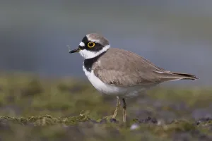 Charadriiformes Order Drucke: Little Ringed Plover, Charadius dubius