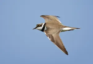 Blue Sky Bird Flight Drucke: Little Ringed Plover, Charadrius dubius