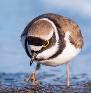 Meadow Wildlife Photography Drucke: Little Ringed Plover, Charadrius dubius