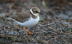 Charadrius Dubius Habitat Drucke: Little Ringed Plover, Charadrius dubius