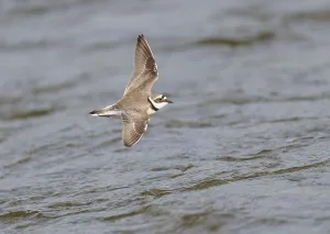Birds In Flight Stock Photos Drucke: Little Ringed Plover;Charadrius dubius
