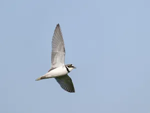 Birds In Flight Photography Drucke: Little Ringed Plover;Charadrius dubius