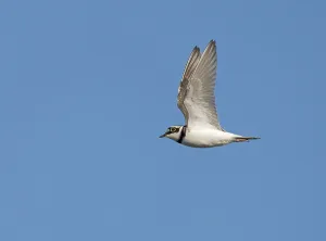 In Flight Bird Photography Tips Drucke: Little Ringed Plover;Charadrius dubius
