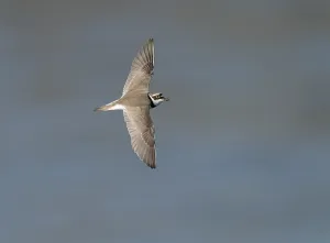 Wading Bird Europe Drucke: Little Ringed Plover;Charadrius dubius