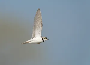 Wading Birds In Flight Drucke: Little Ringed Plover;Charadrius dubius