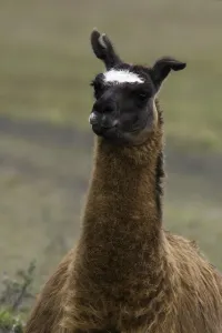 Llama Portrait Drucke: Llama