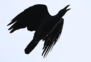 Korallenkrähen, Corvus validus