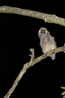 Asio Otus Species Drucke: Long-eared Owl, Asio otus