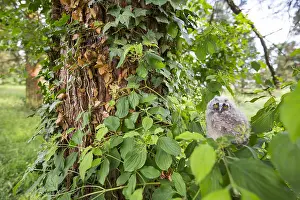Outdoor Wildlife Photography Tips Drucke: Long-eared Owl, Asio otus