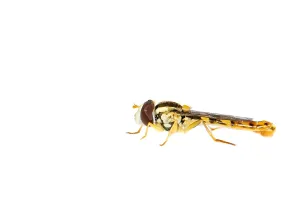 European Hoverflies Drucke: Long hoverfly, Sphaerophoria scripta