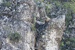 Raptor Bird Species Drucke: Long-legged Buzzard, Arendbuizerd, Buteo rufinus Adlerbussard