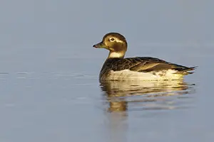 North America Water Birds Drucke: Long-tailed Duck