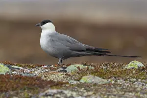 Wildlife In Norway Drucke: Long-tailed Jaeger