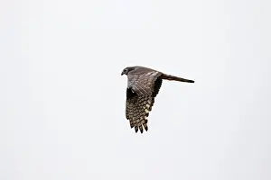 Blue Sky Bird Flight Drucke: Long-winged Harrier, Circus buffoni