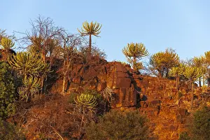 African Wilderness Landscapes Drucke: Low angle view of cliffs lined with strange trees
