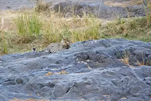 Panthera Pardus Drucke: Luipaard, Leopard, Panthera pardus