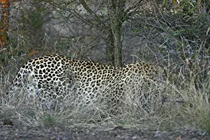 Panthera Pardus Drucke: Luipaard, Leopard, Panthera pardus