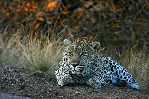 Panthera Pardus Drucke: Luipaard, Leopard, Panthera pardus