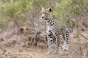 Panthera Pardus Images Drucke: Luipaard, Leopard, Panthera pardus