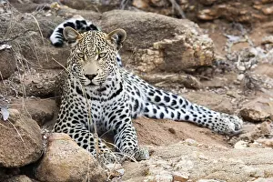 Panthera Pardus Drucke: Luipaard, Leopard, Panthera pardus
