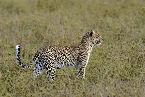 Panthera Pardus Drucke: Luipaard, Leopard, Panthera pardus