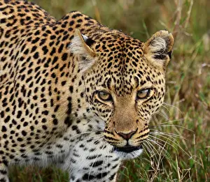 Panthera Pardus Drucke: Luipaard, Leopard, Panthera pardus