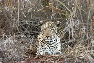 Panthera Pardus Drucke: Luipaard, Leopard, Panthera pardus