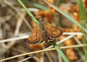 European Skipper Butterflies Drucke: Lulworth Skipper Thymelicus acteon