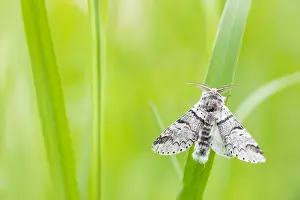 Insect Macro Photography Drucke: Macro image of a butterfly