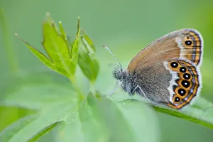 Butterfly Species Drucke: Macro image of a butterfly