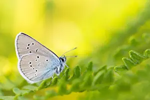 Bilder vom 18. Juli 2018: Großaufnahme eines Schmetterlings.